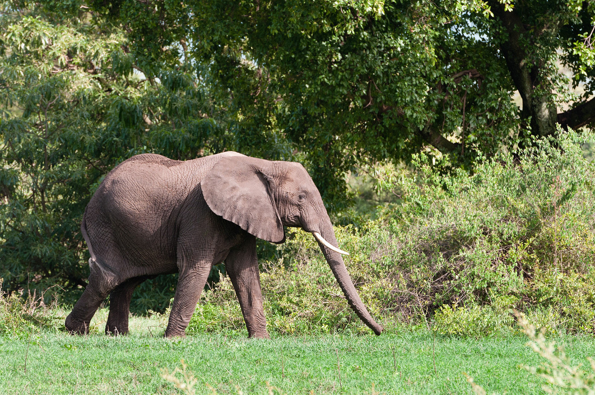 Walking Elephant - Ngorongoro Crater National Park, Tanzania