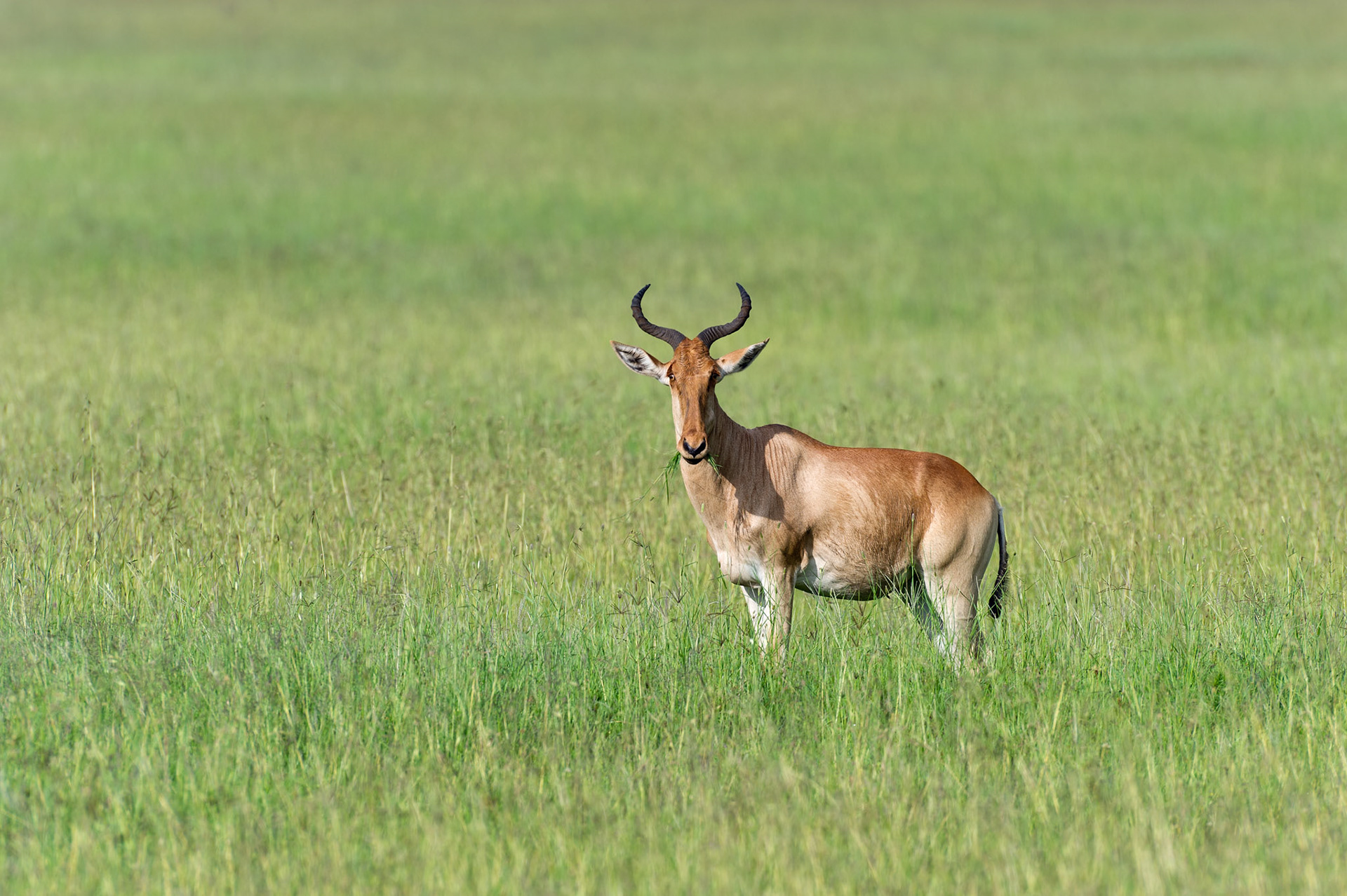 Hartebeest in a Field of Green - Serengeti National Park, Tanzania