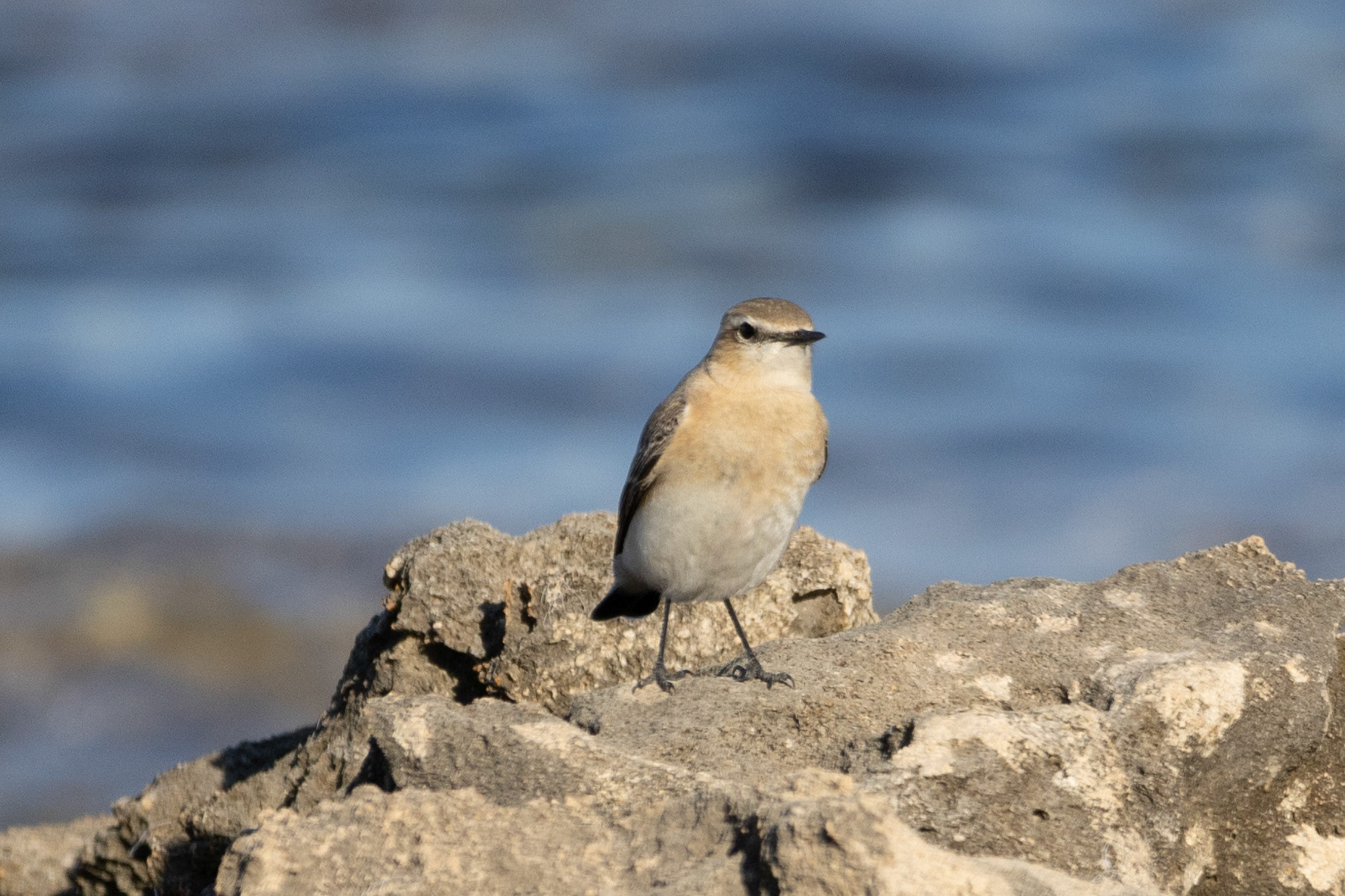 Wheatear