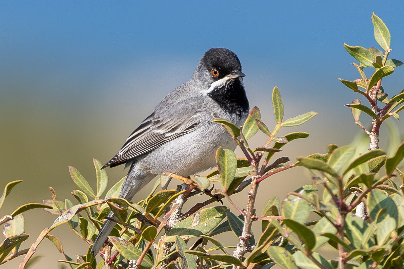Rüppell's  Warbler