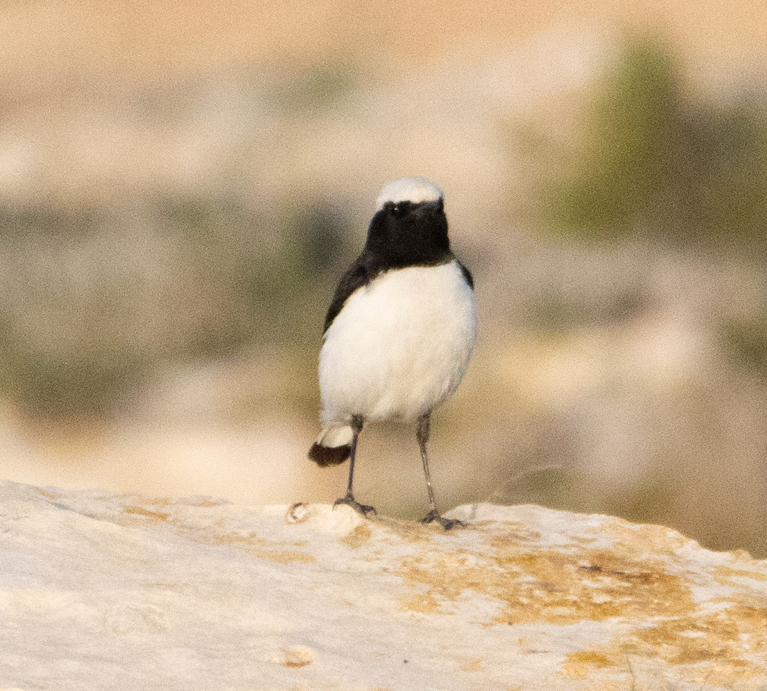 Finschs Wheatear