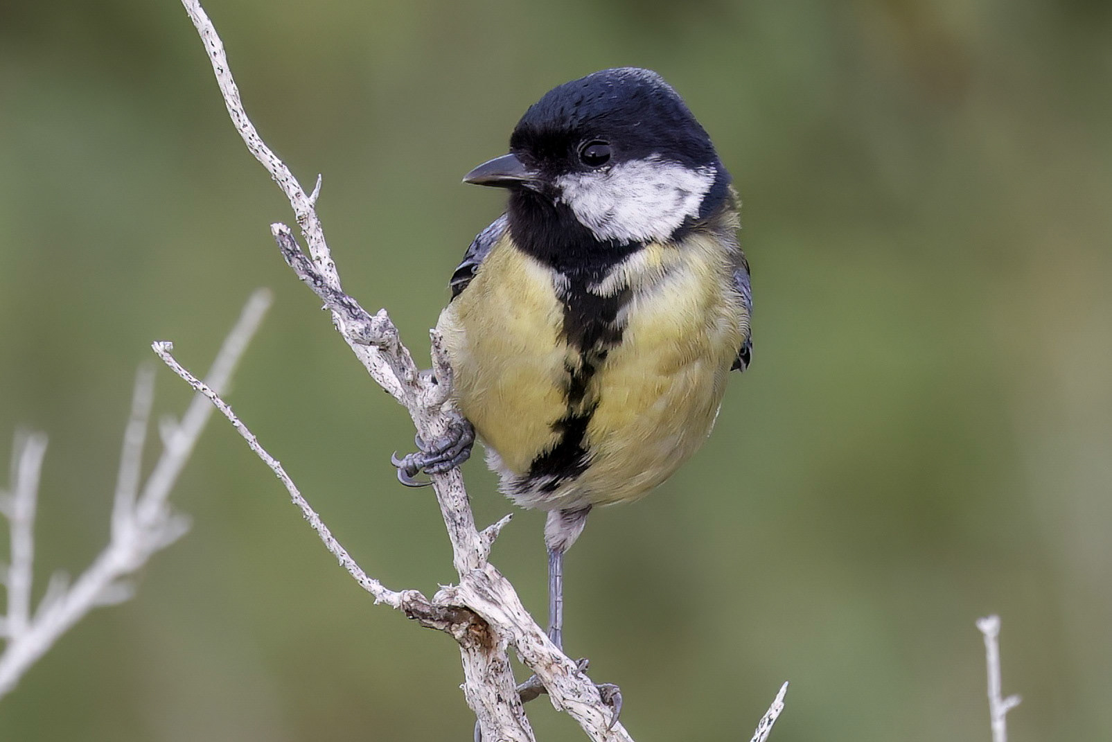 Great Tit