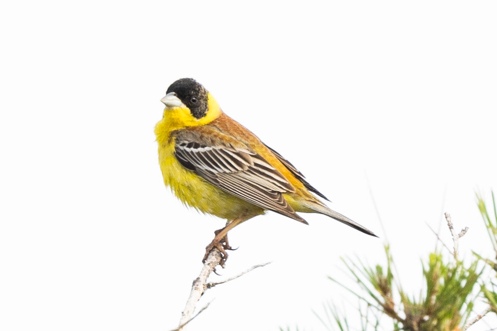 Black-headed Bunting