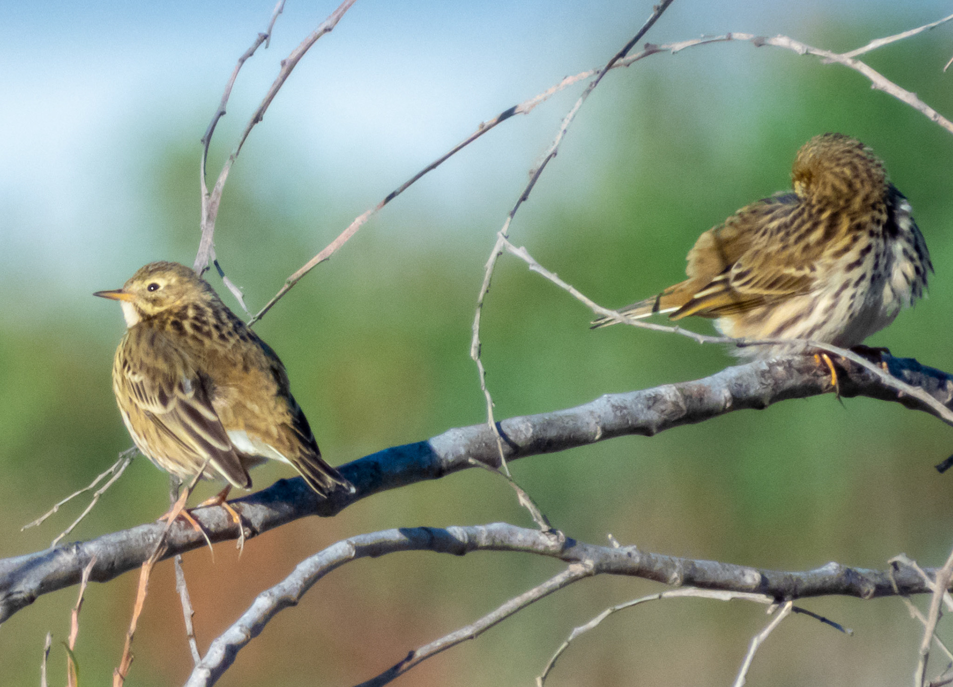 Meadow Pipit
