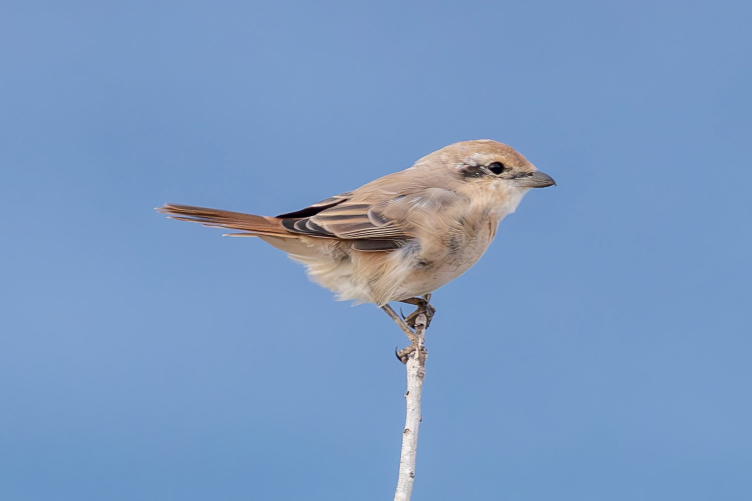 Isabelline Shrike