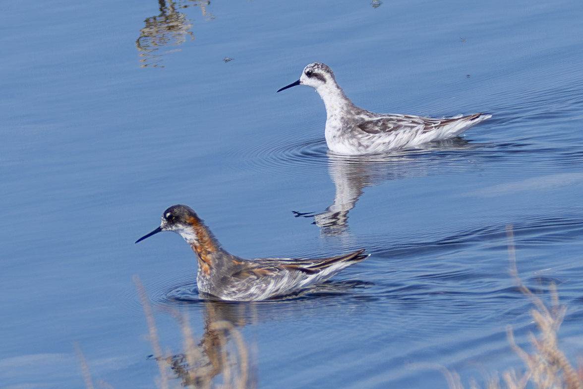 Red-necked Phalarope