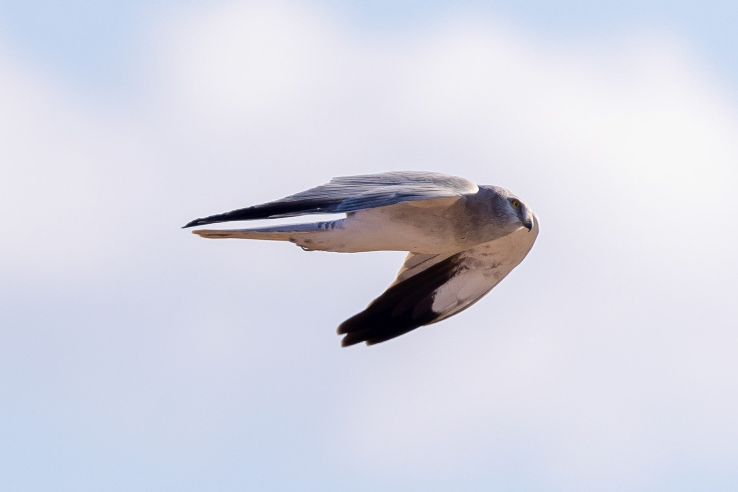 Pallid Harrier