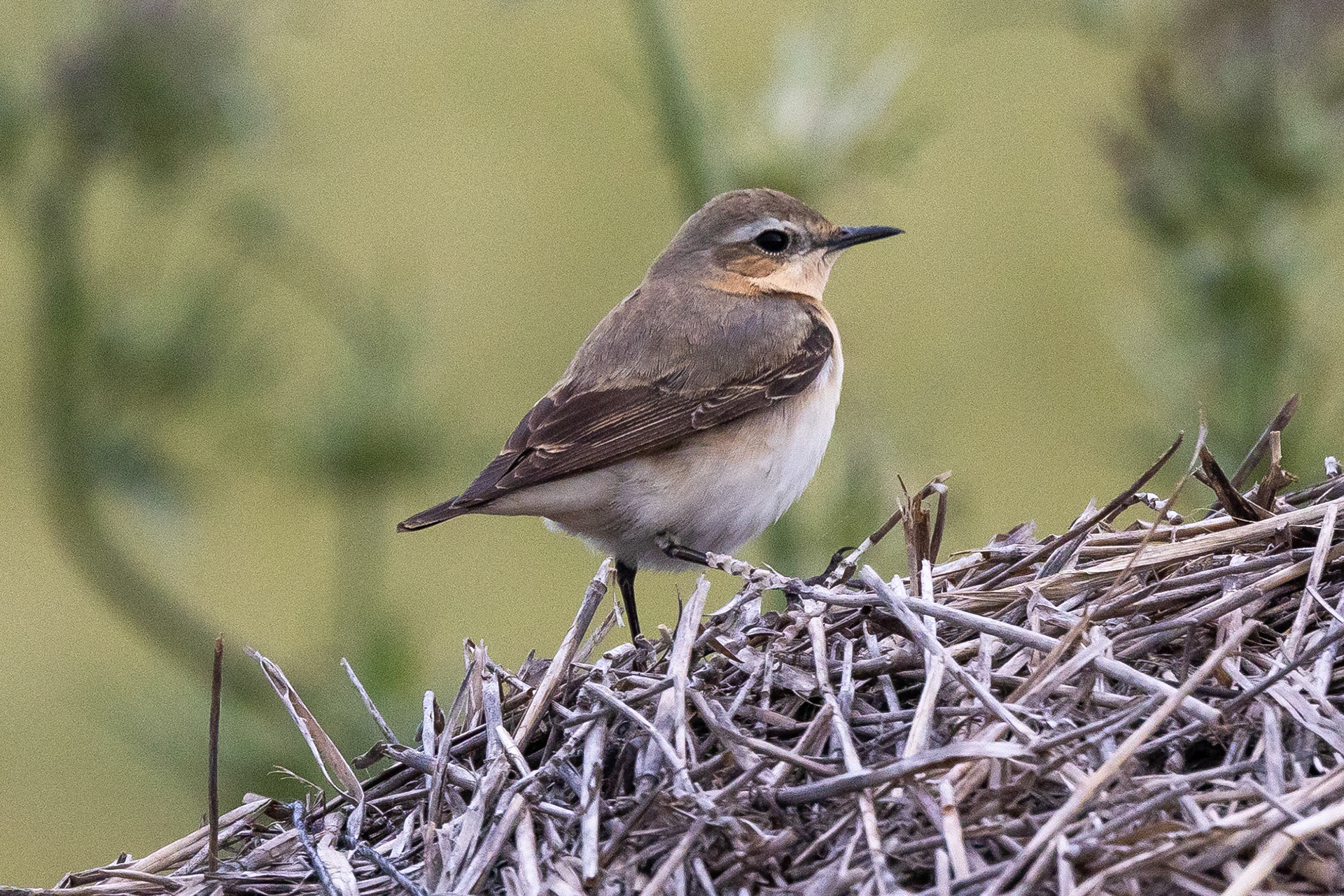 Black-eared Wheatear