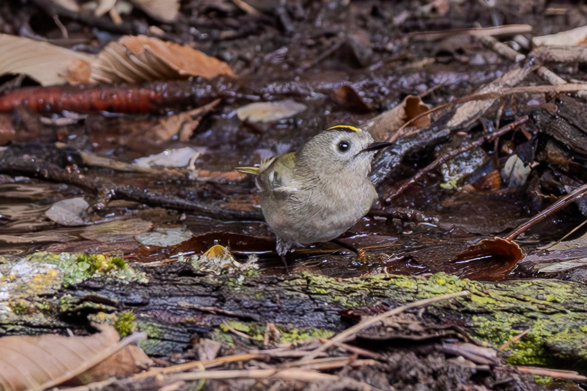 Goldcrest