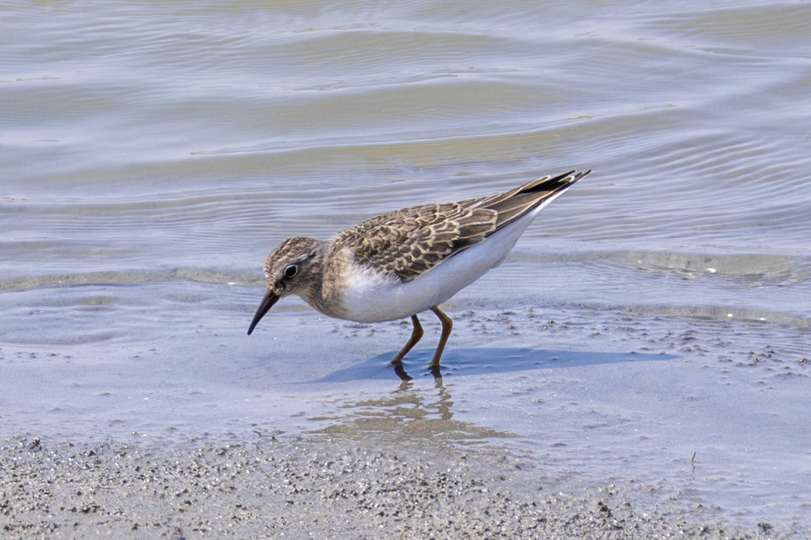Temminck's Stint