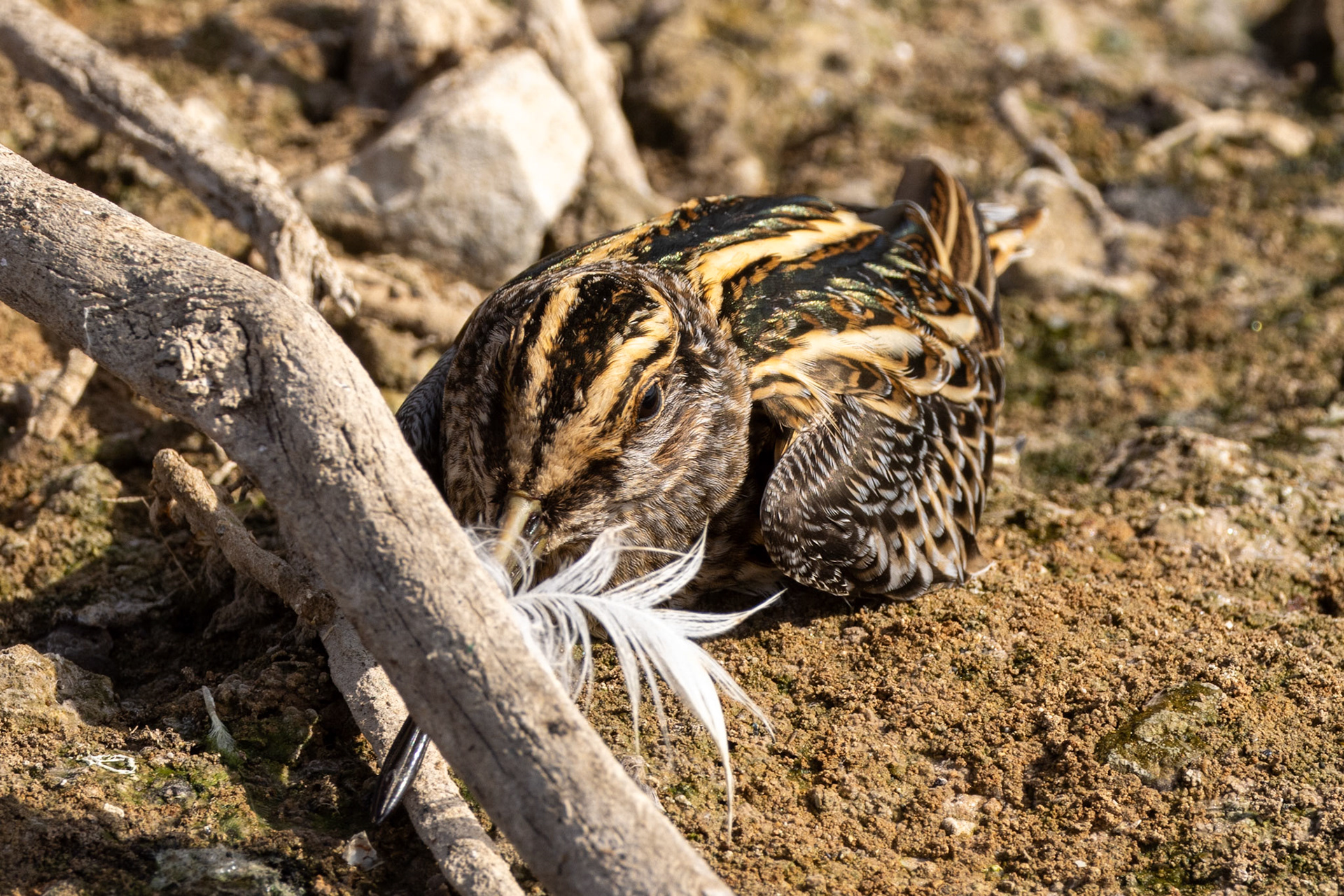 Jack Snipe
