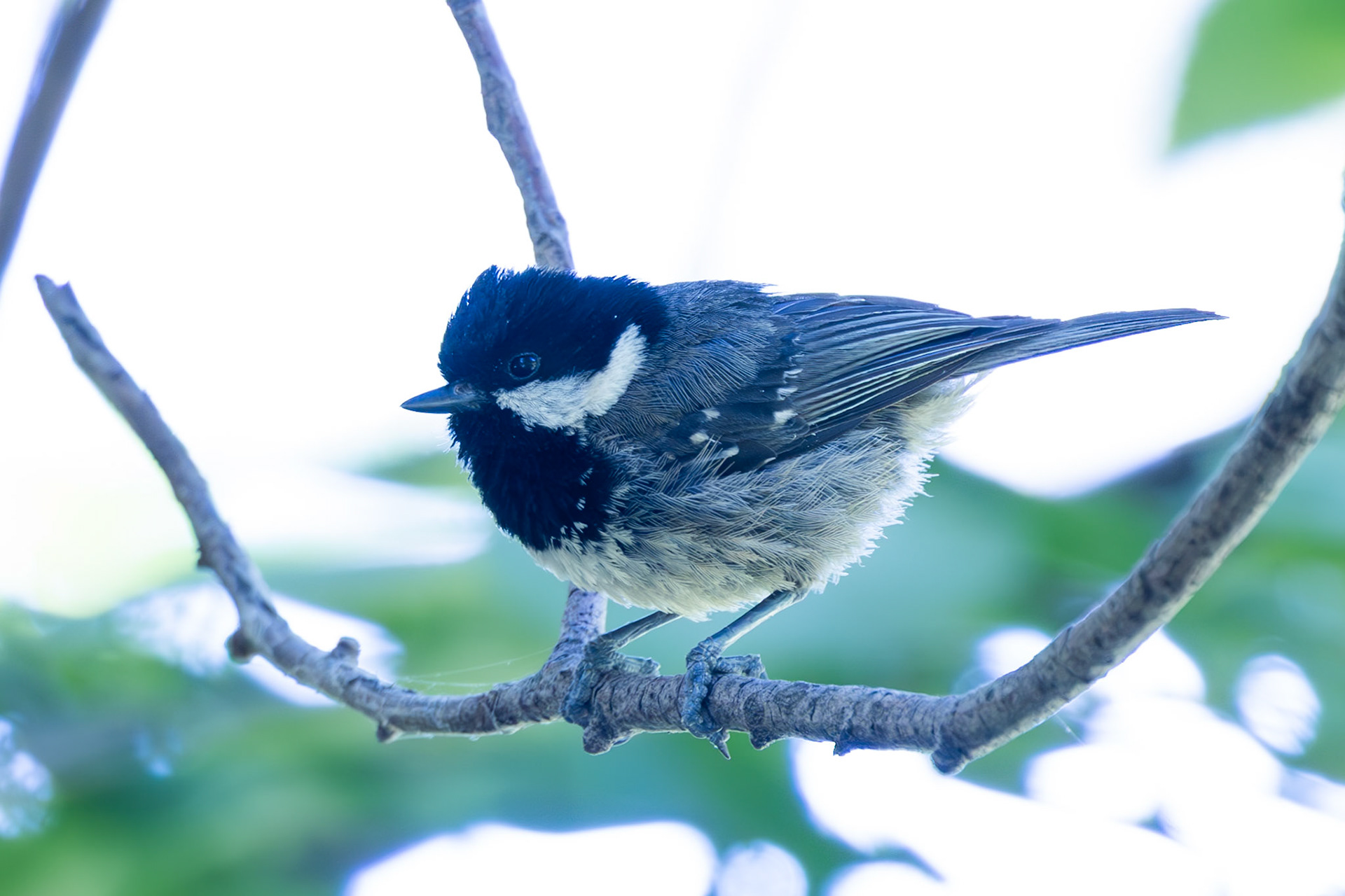 Coal Tit