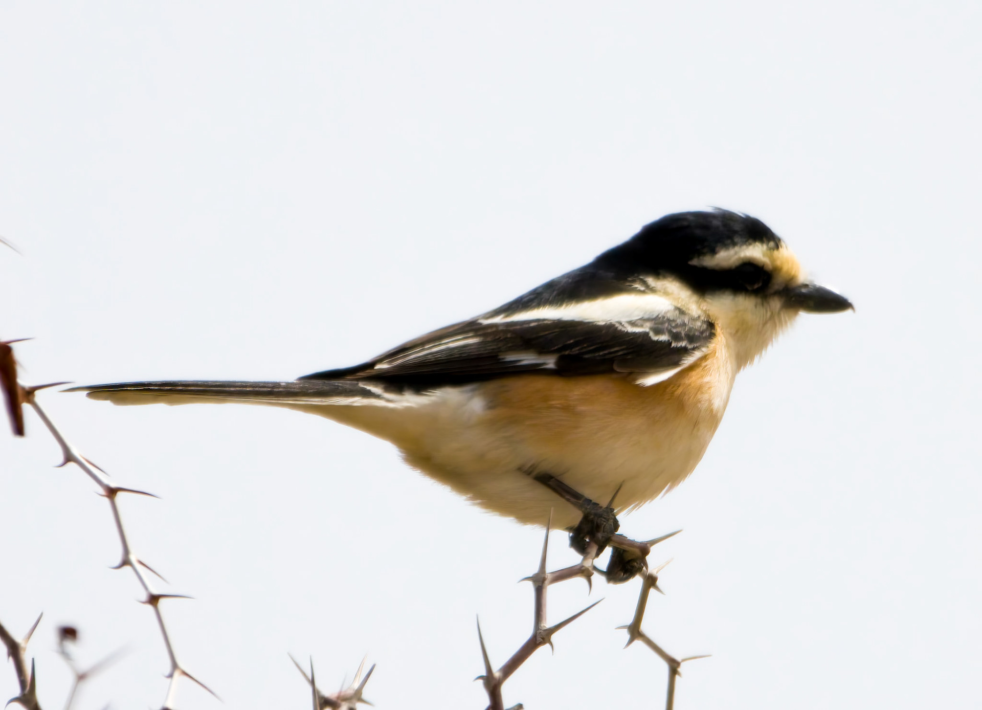 Masked Shrike