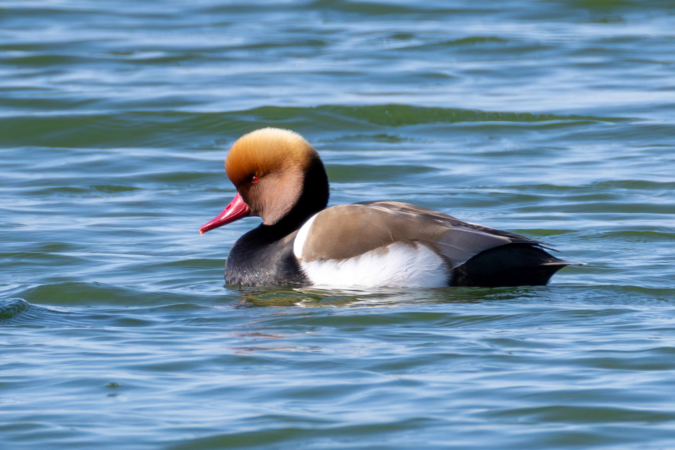 Red-crested Pochard