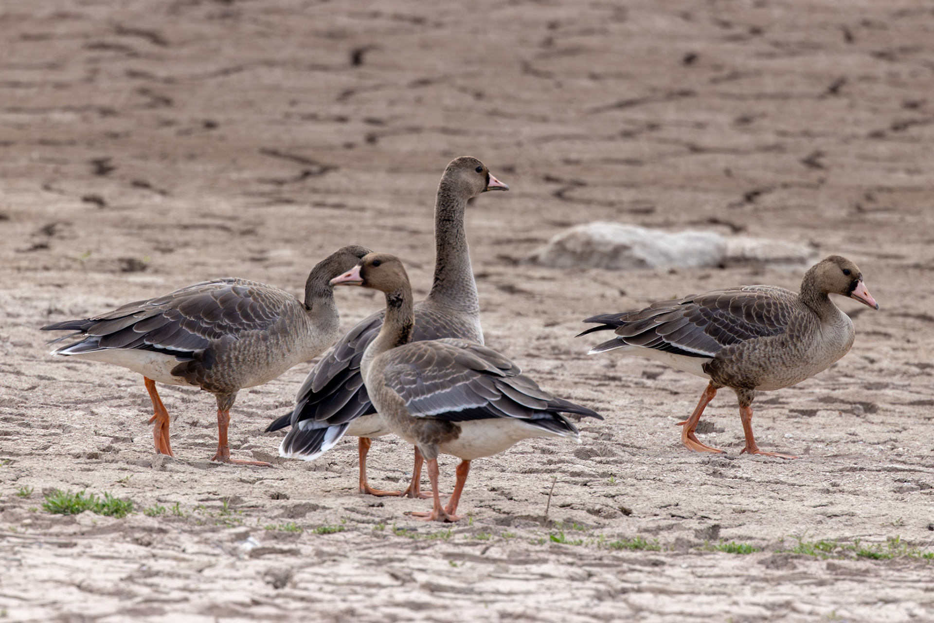Greater White-fronted Geese