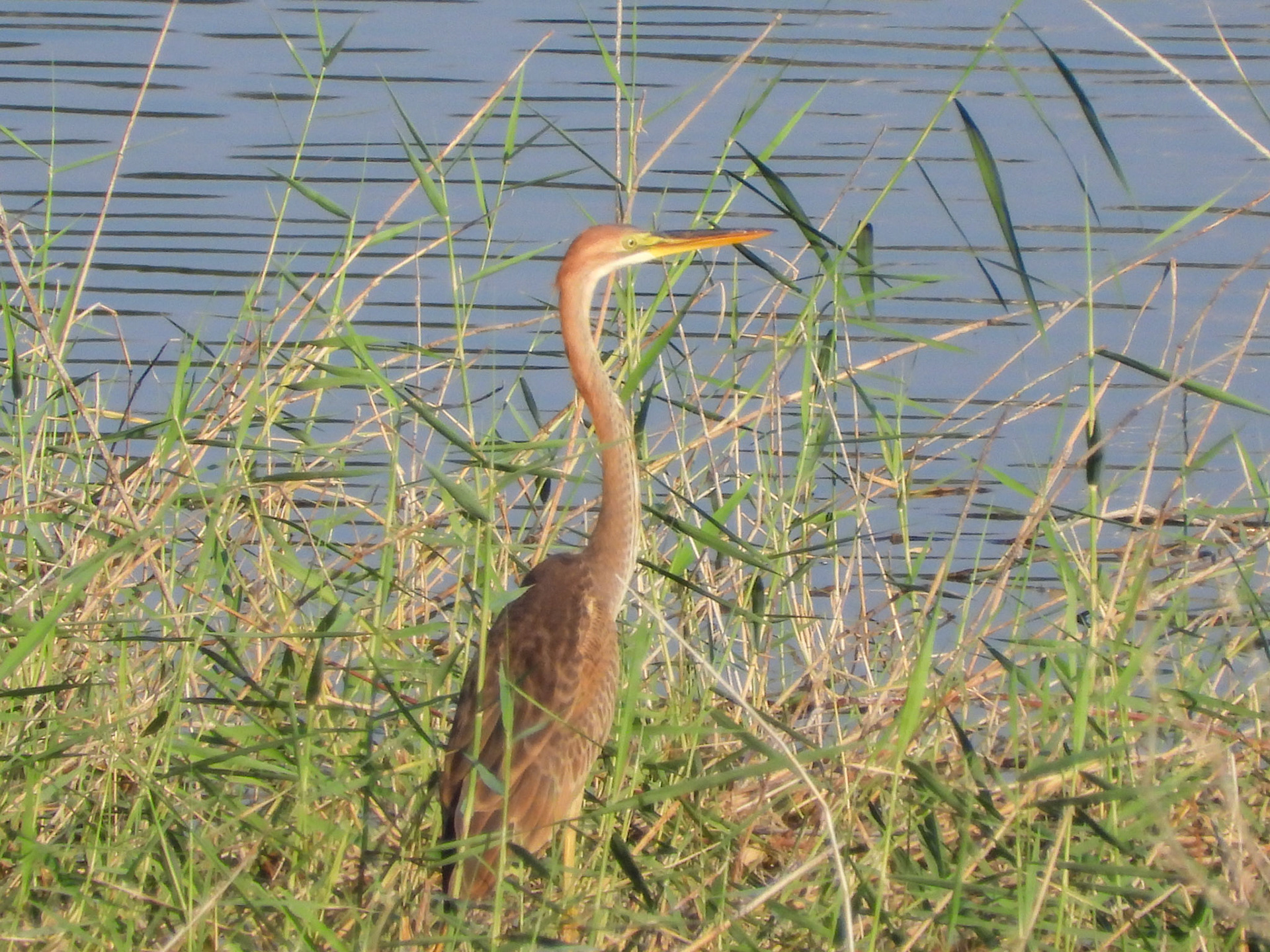 Purple Heron