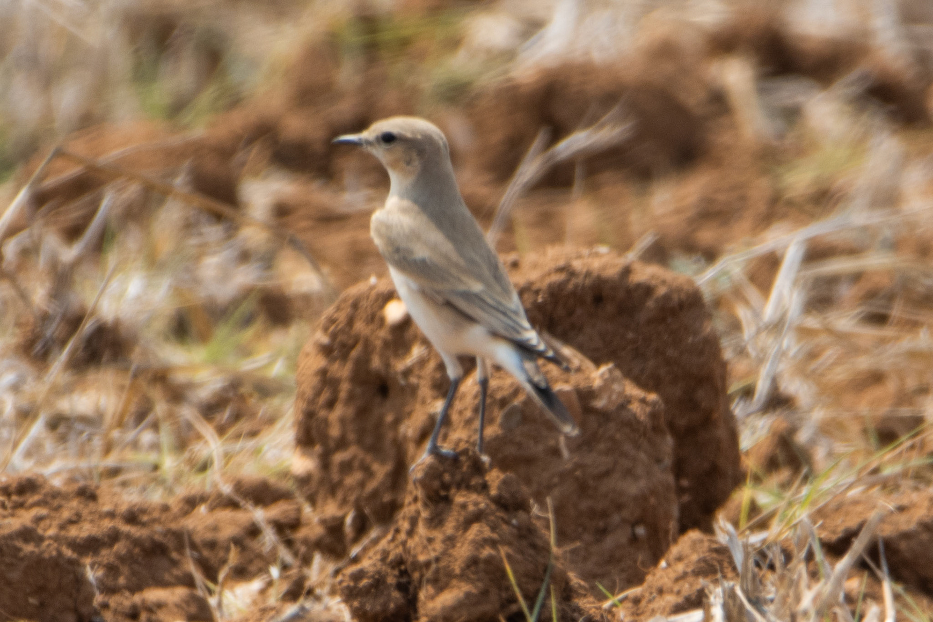 Isabelline Wheatear