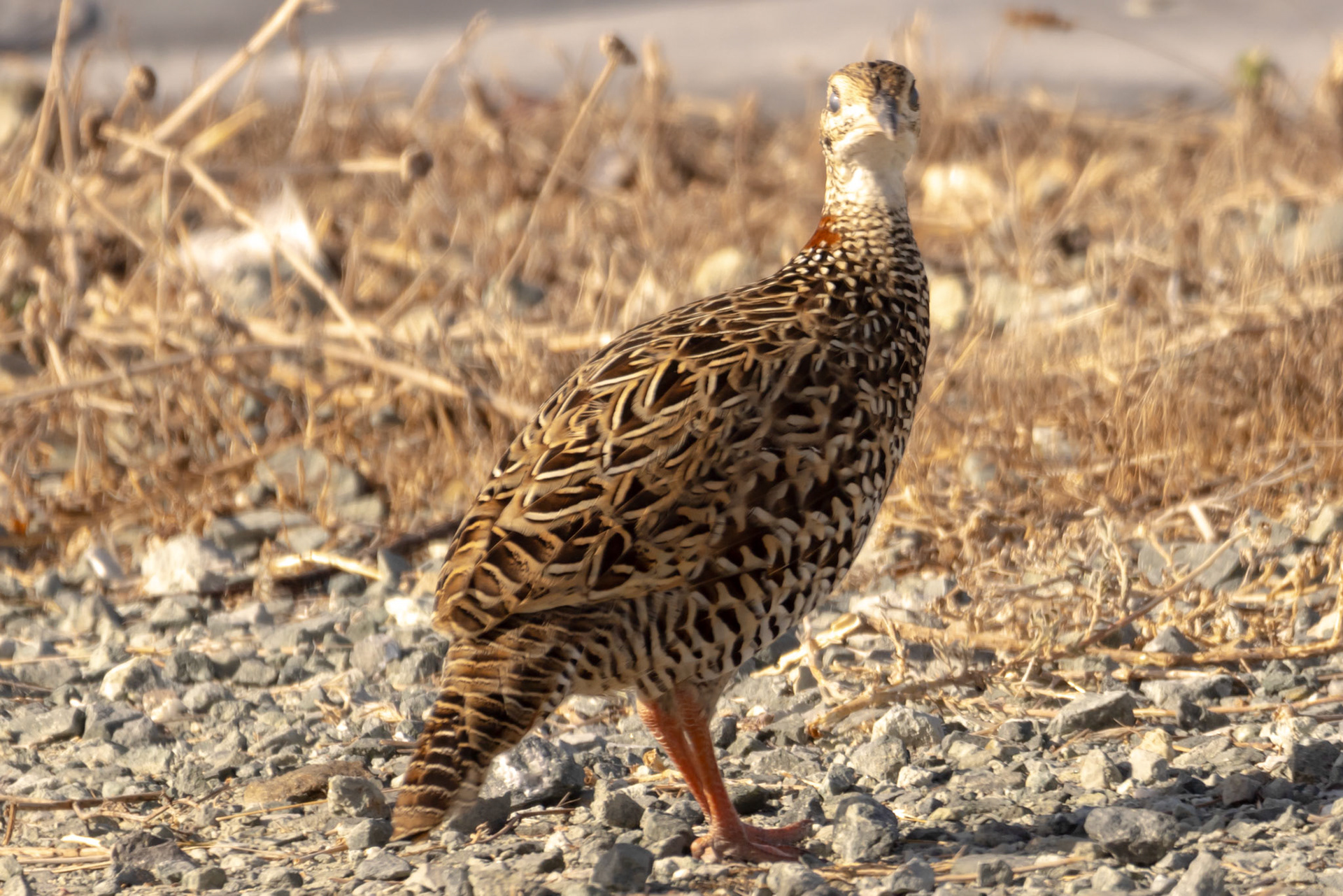 Black Francolin