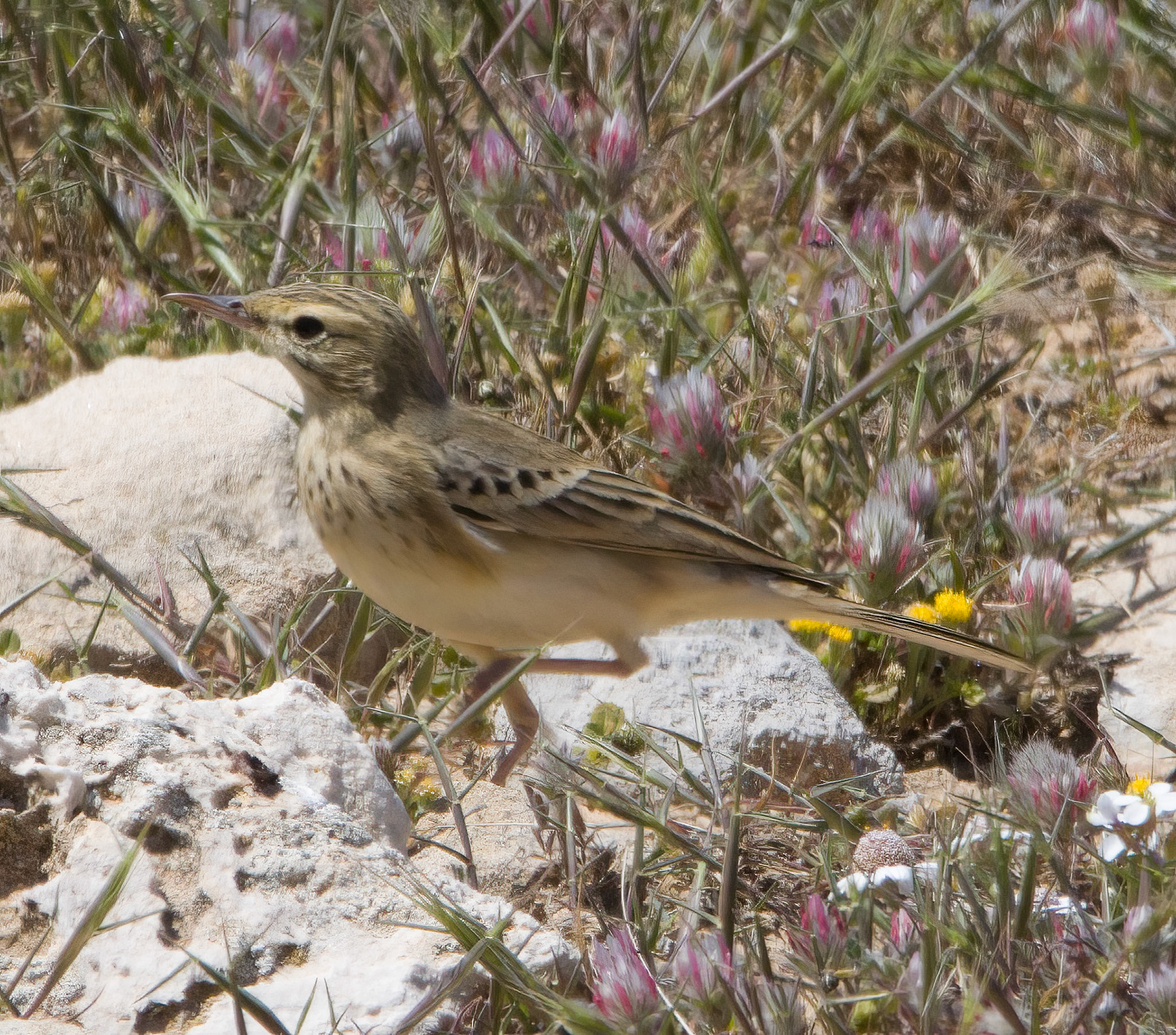 Tawny Pipit