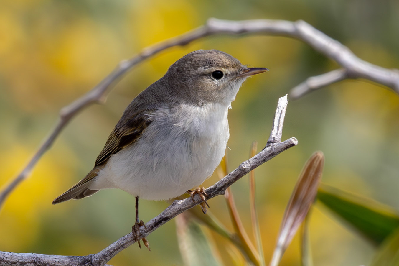 Eastern Bonell's Warbler