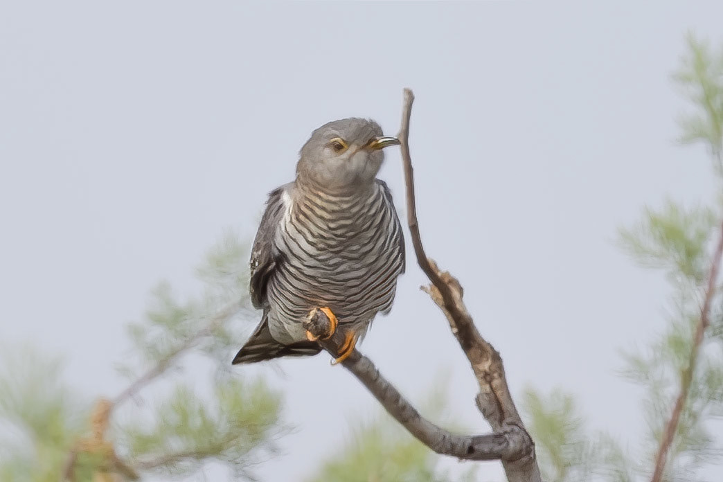 Common Cuckoo