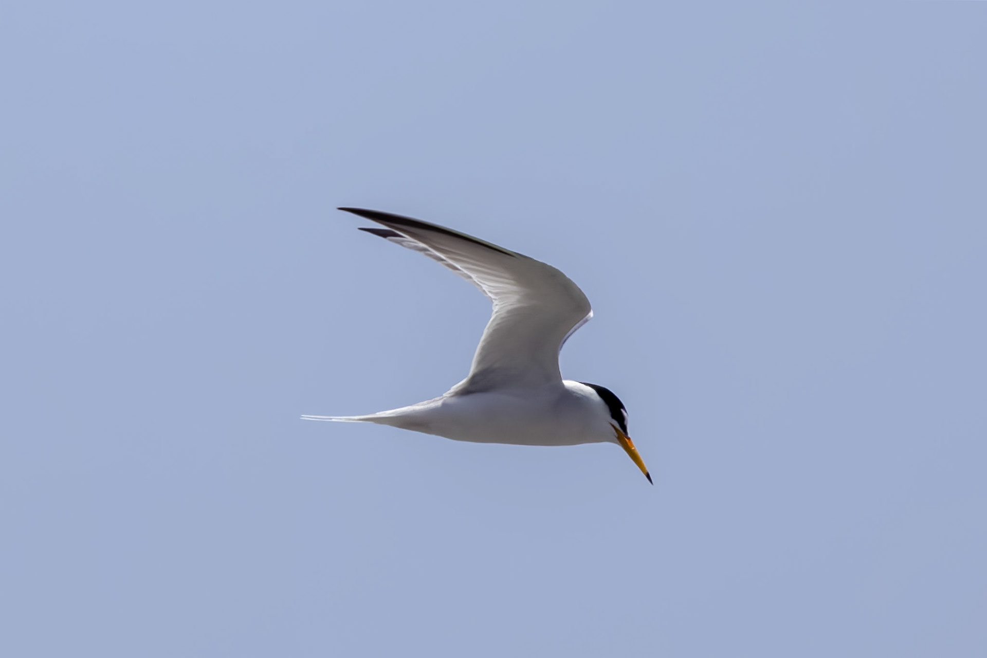 Little Tern
