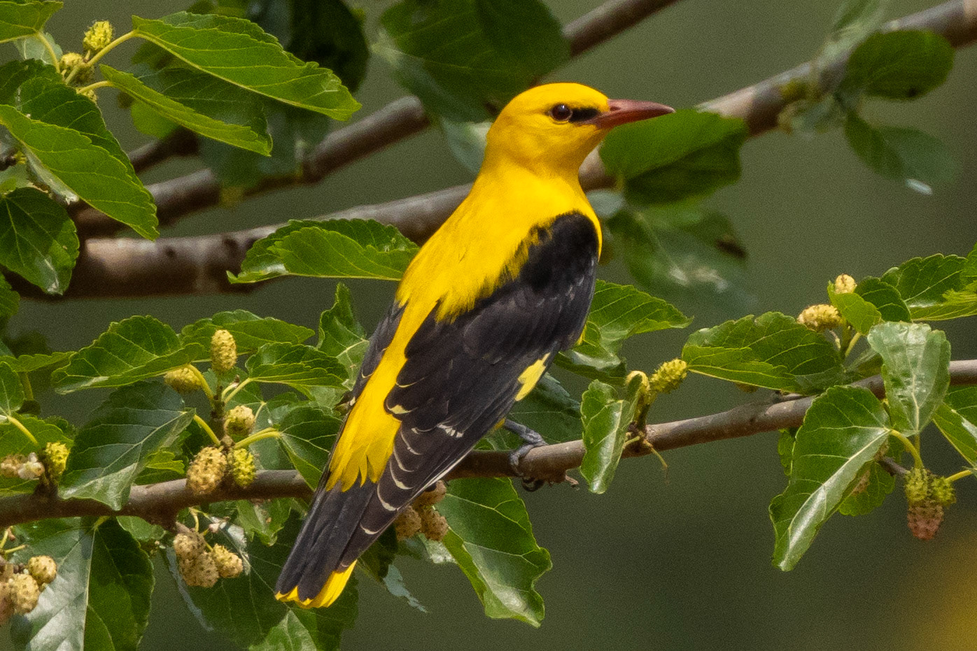 Golden Oriole