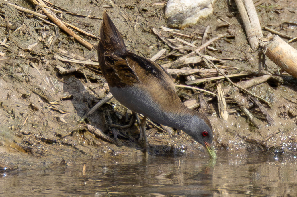 Little Crake