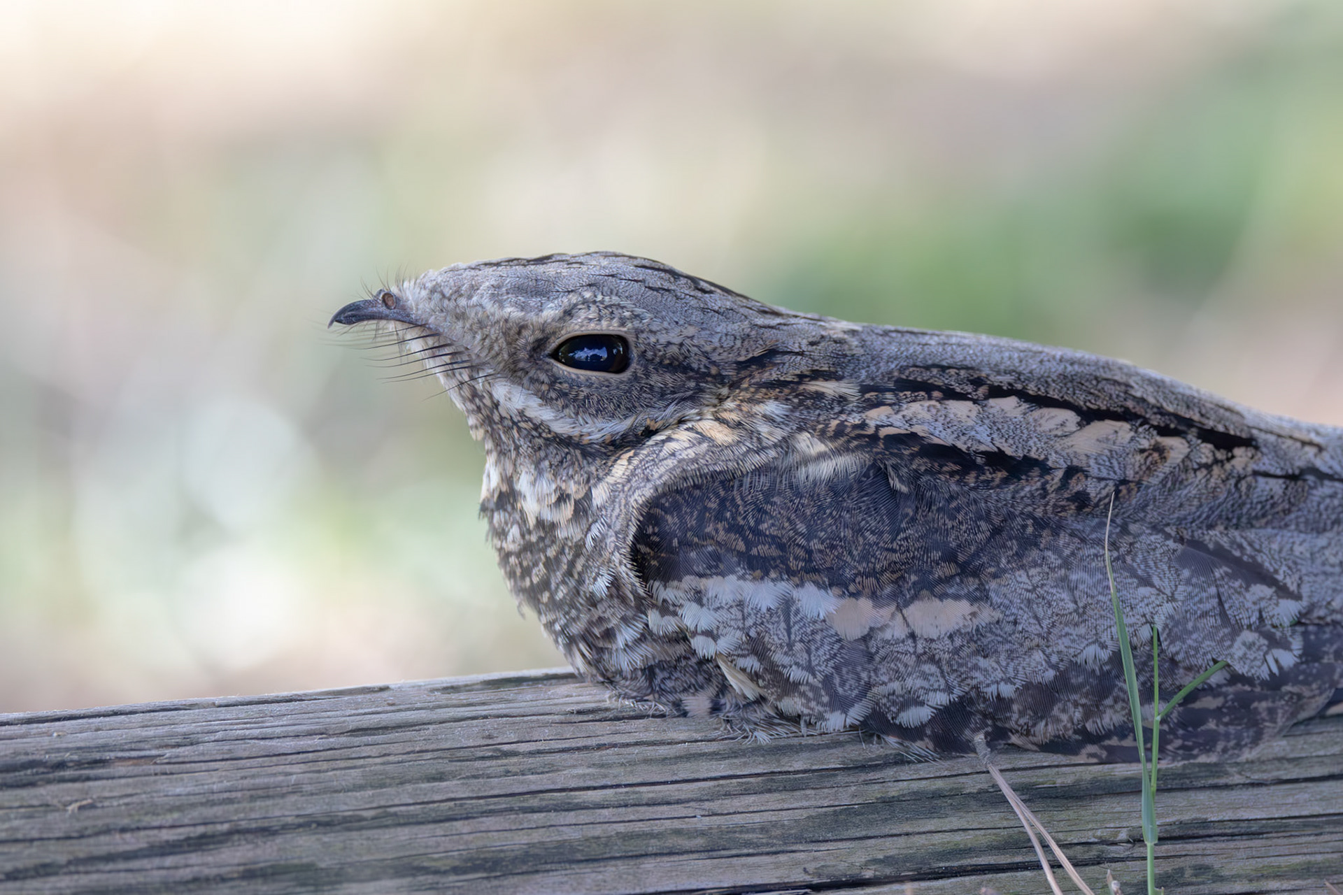 European Nightjar
