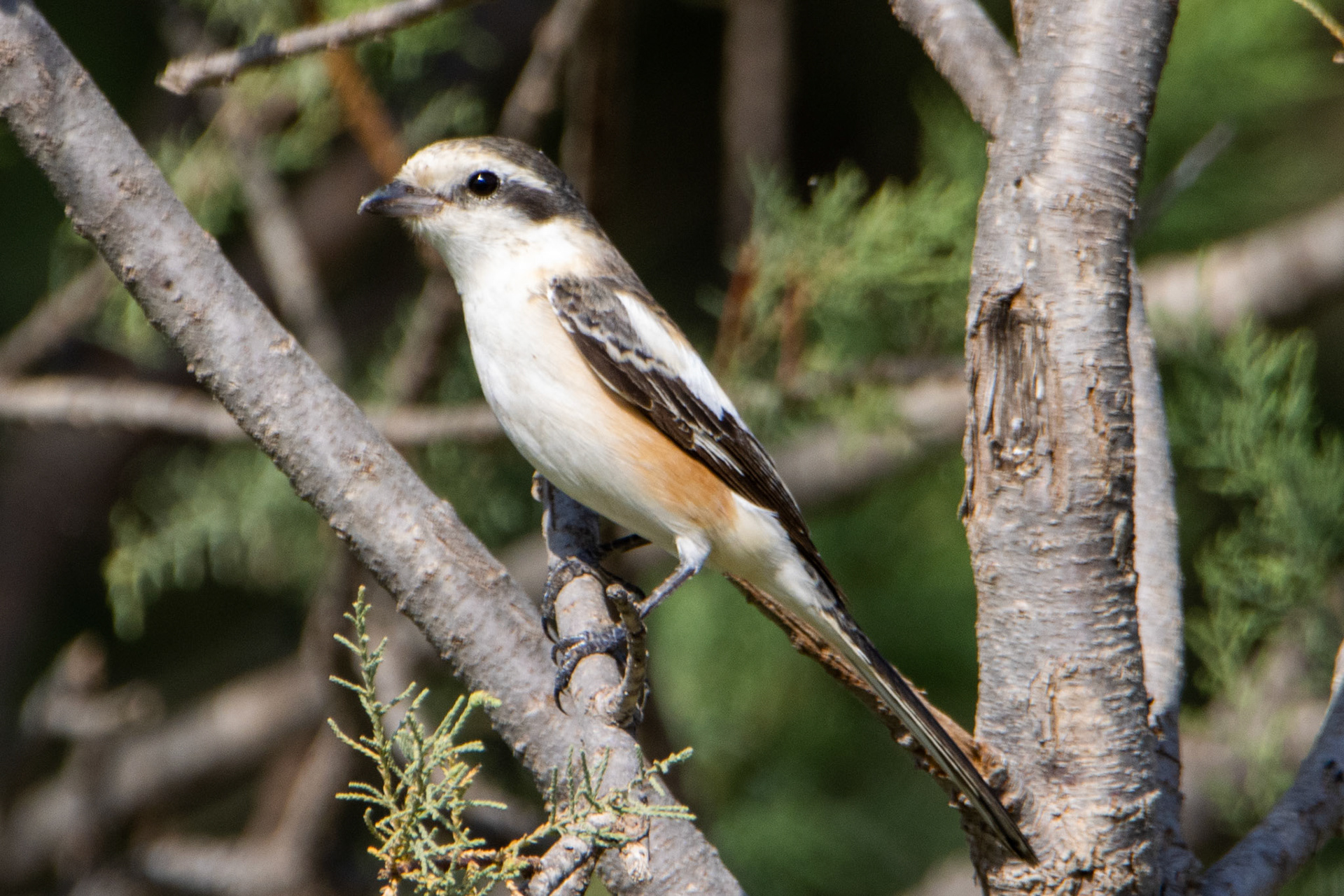 Maksed Shrike