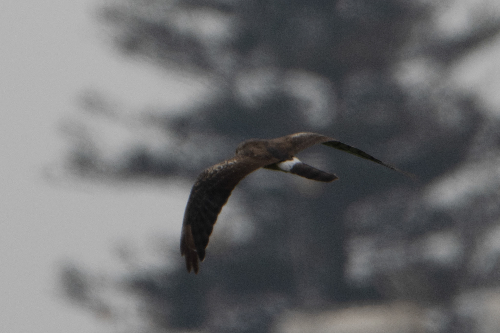 Pallid Harrier