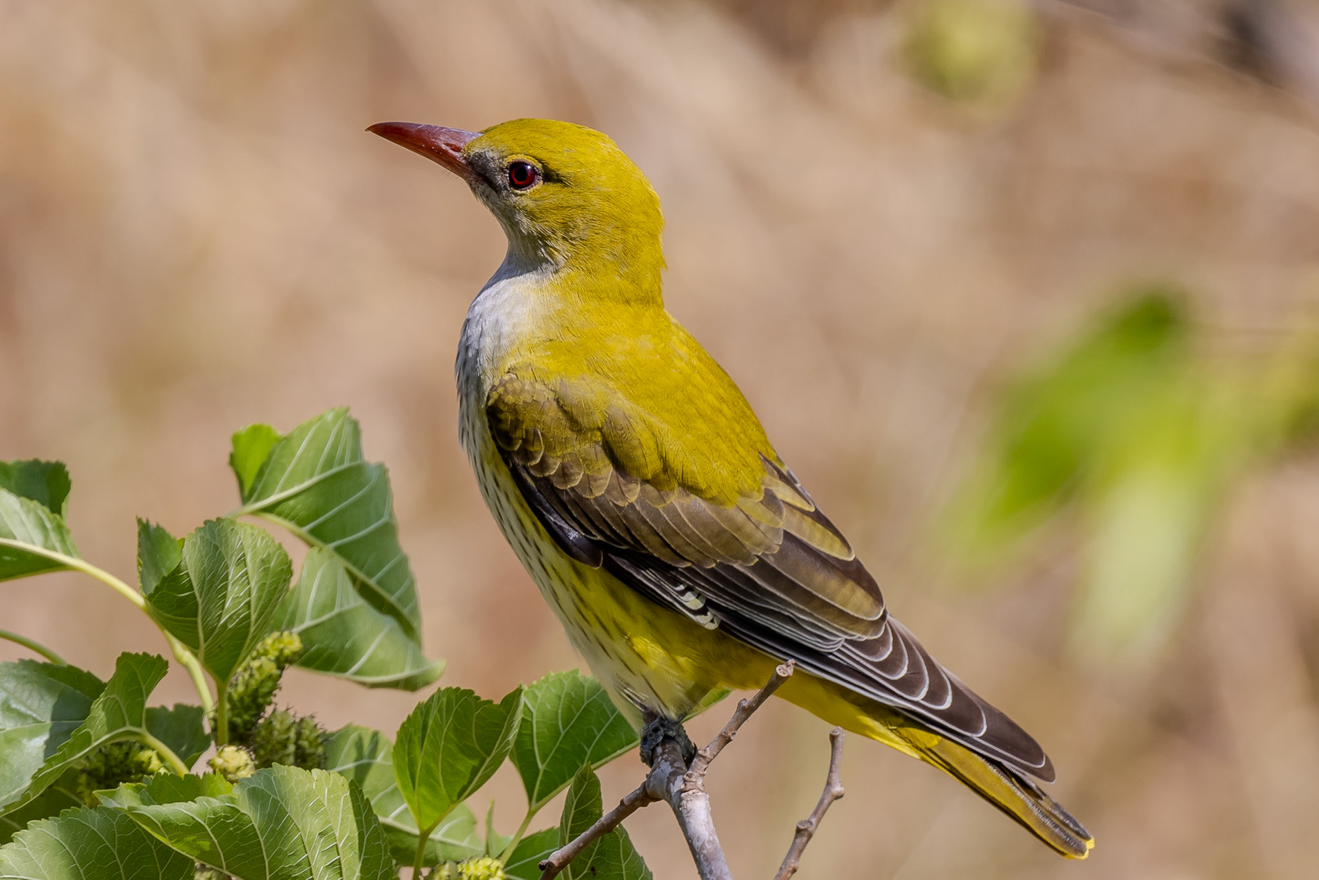 Golden Oriole