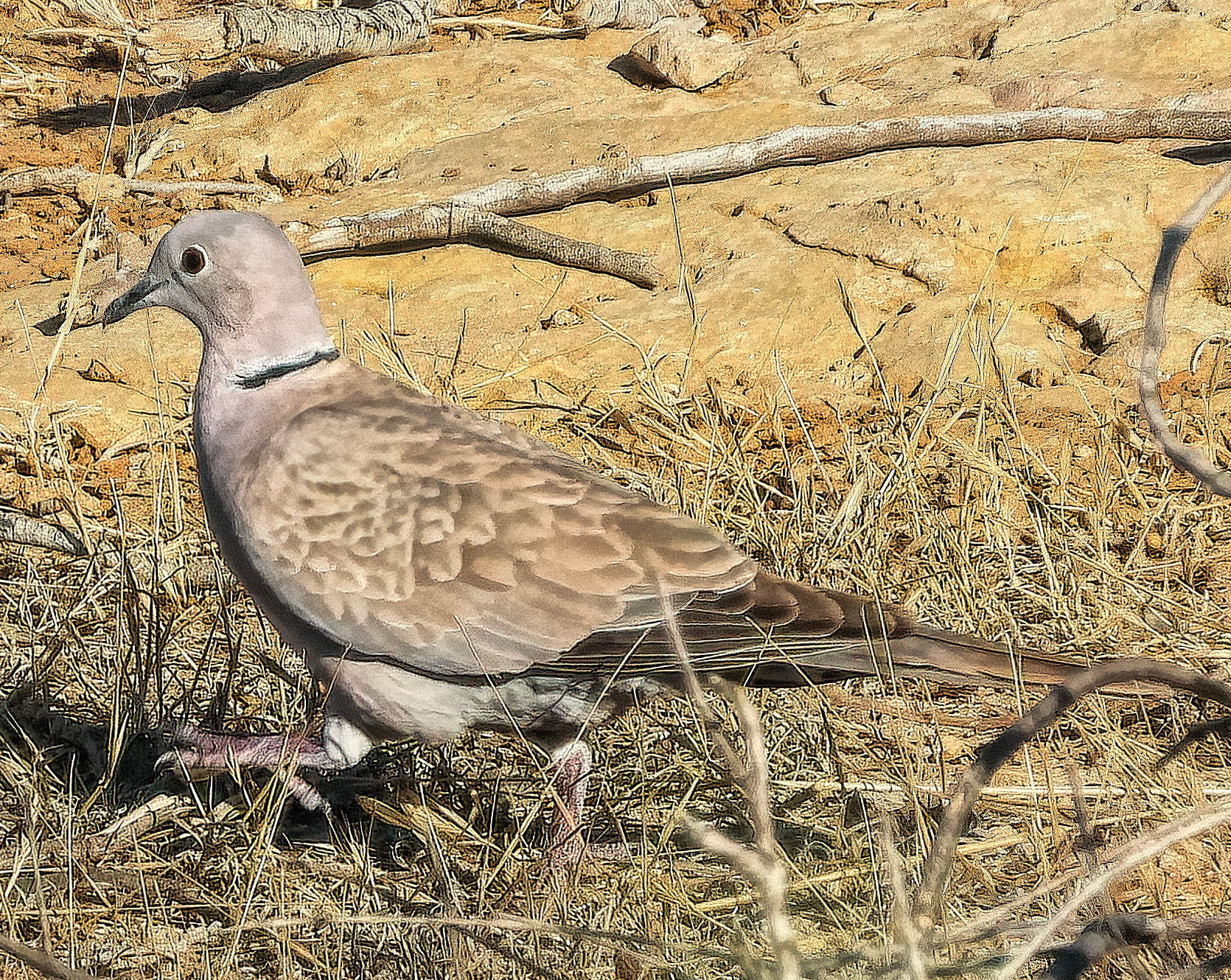 Collared Dove