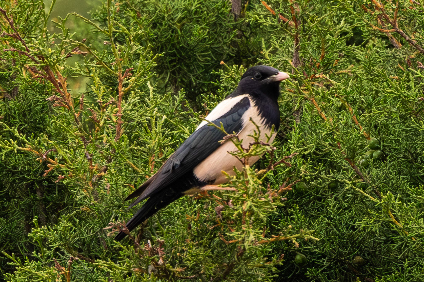 Rose-coloured Starling