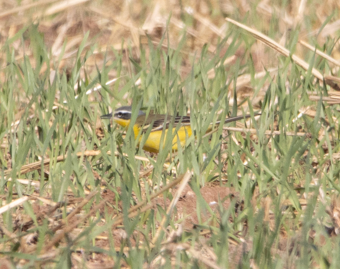 Blue-headed Wagtail