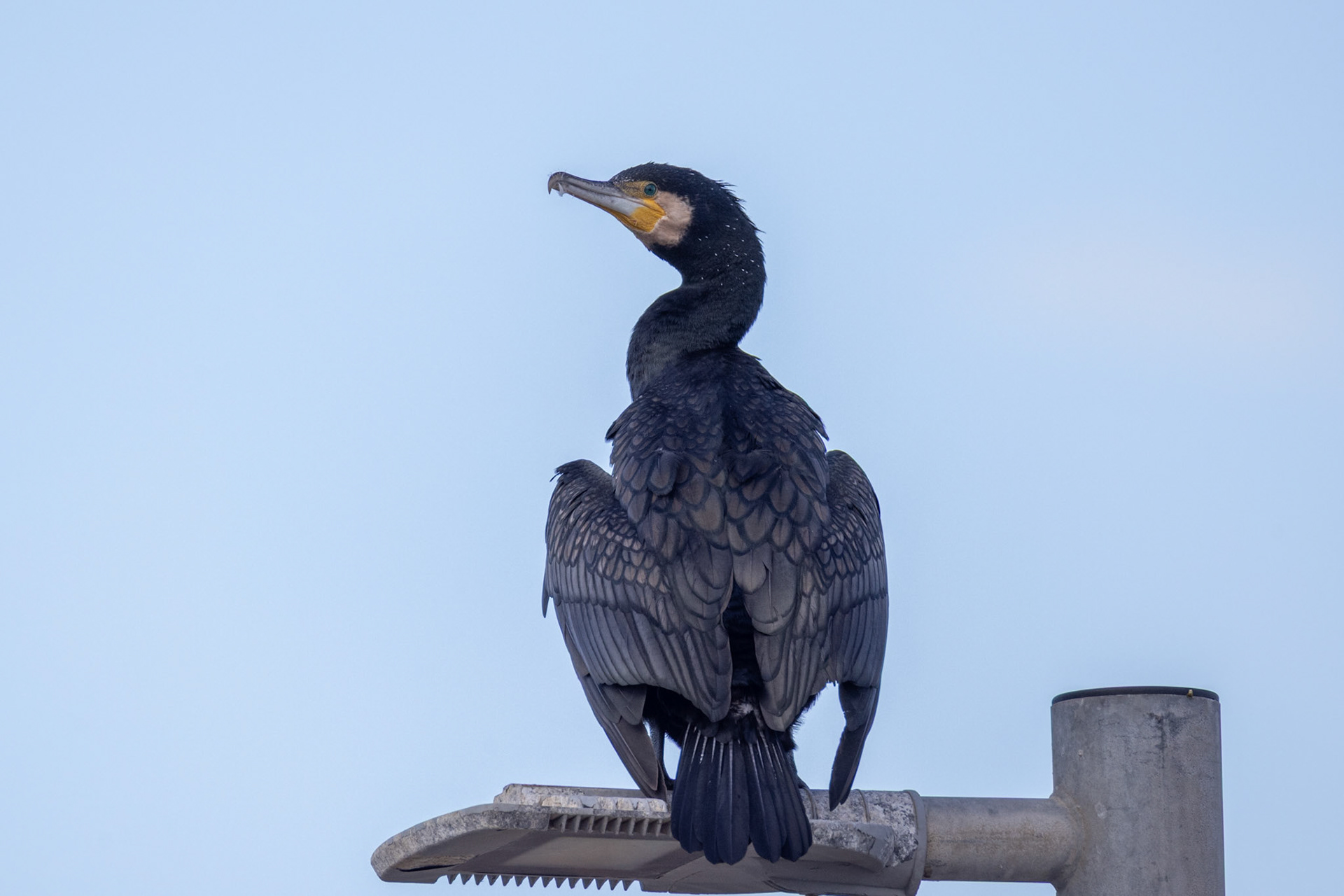 Great Cormorant