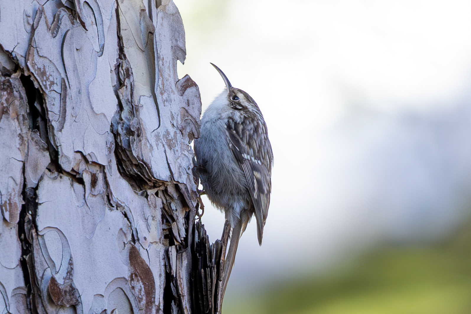 Short-toed Treecreeper