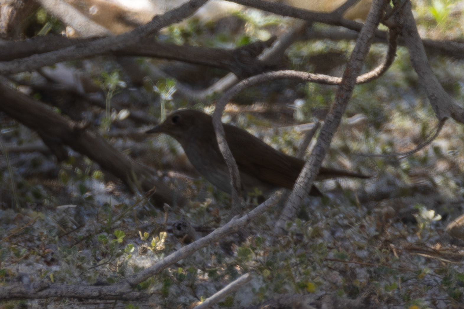 Thrush Nighingale