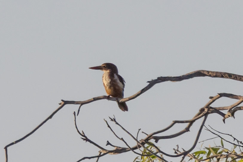 White-throated Kingfisher