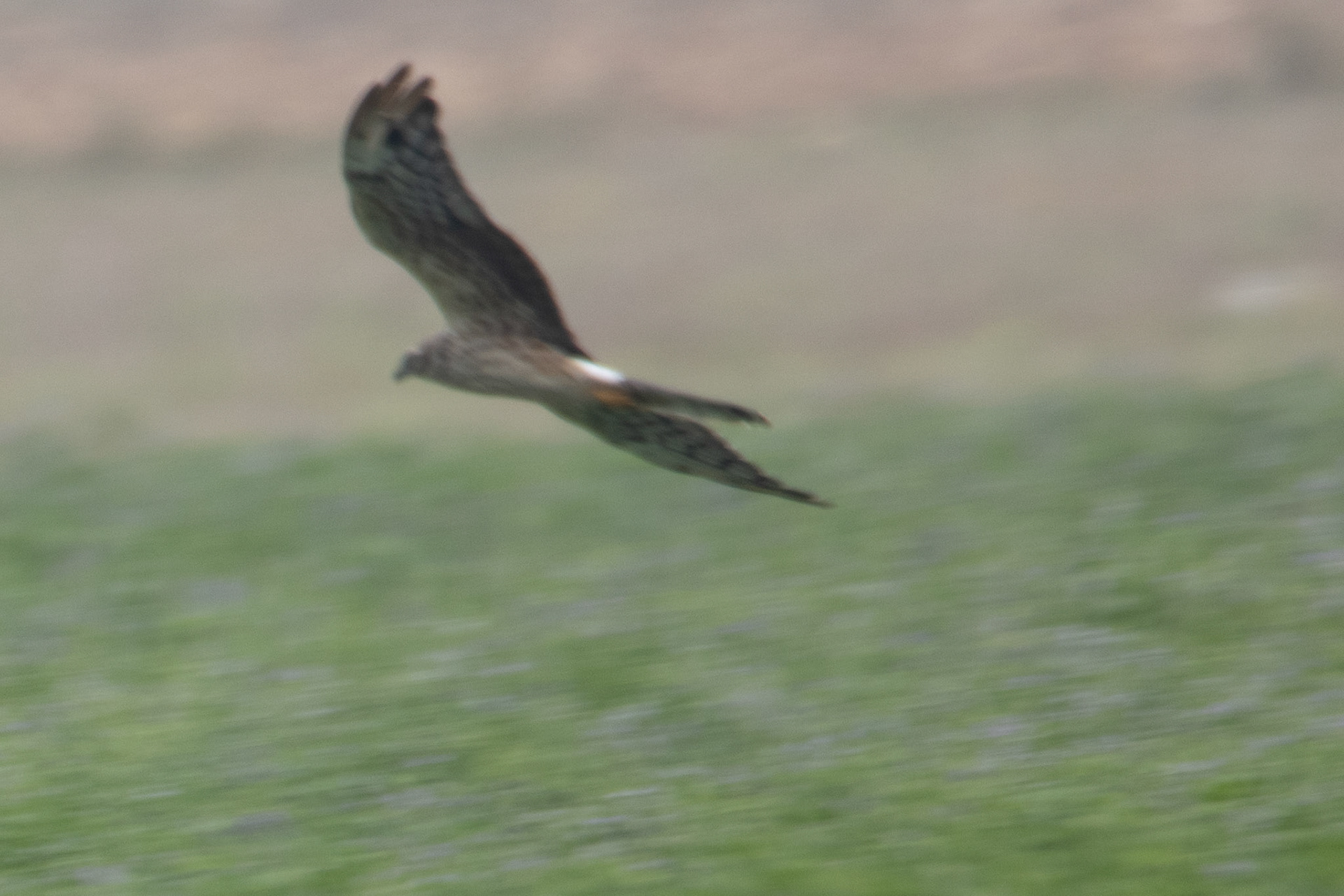 Pallid Harrier