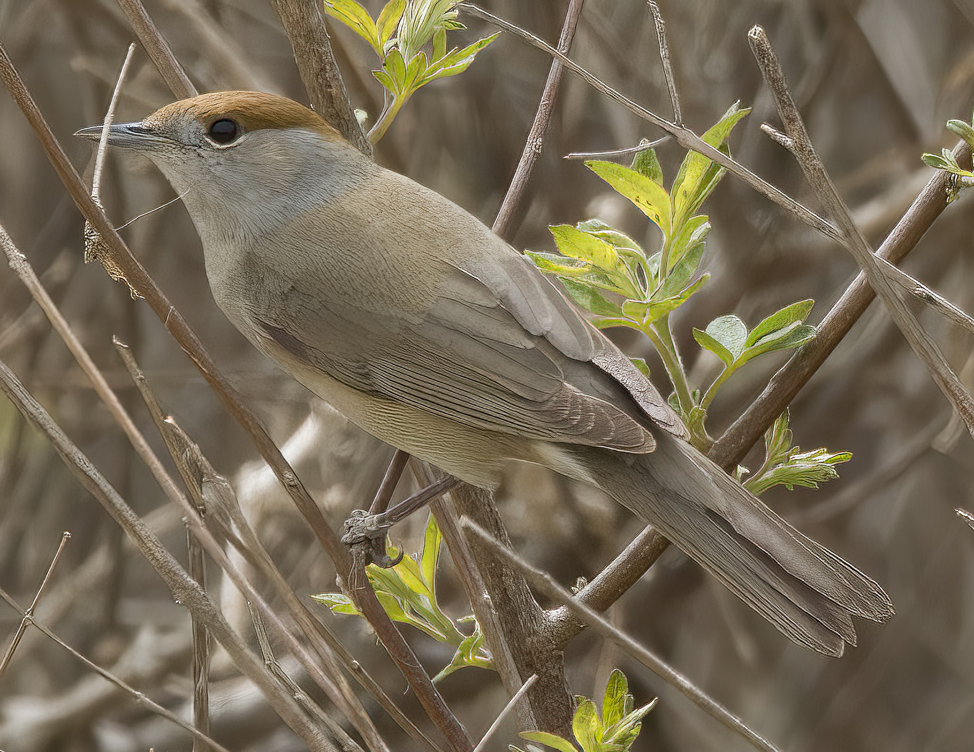 Blackcap