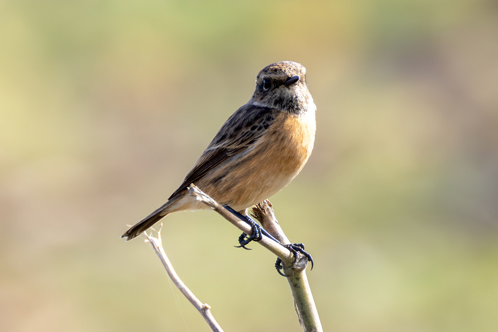 Stonechat