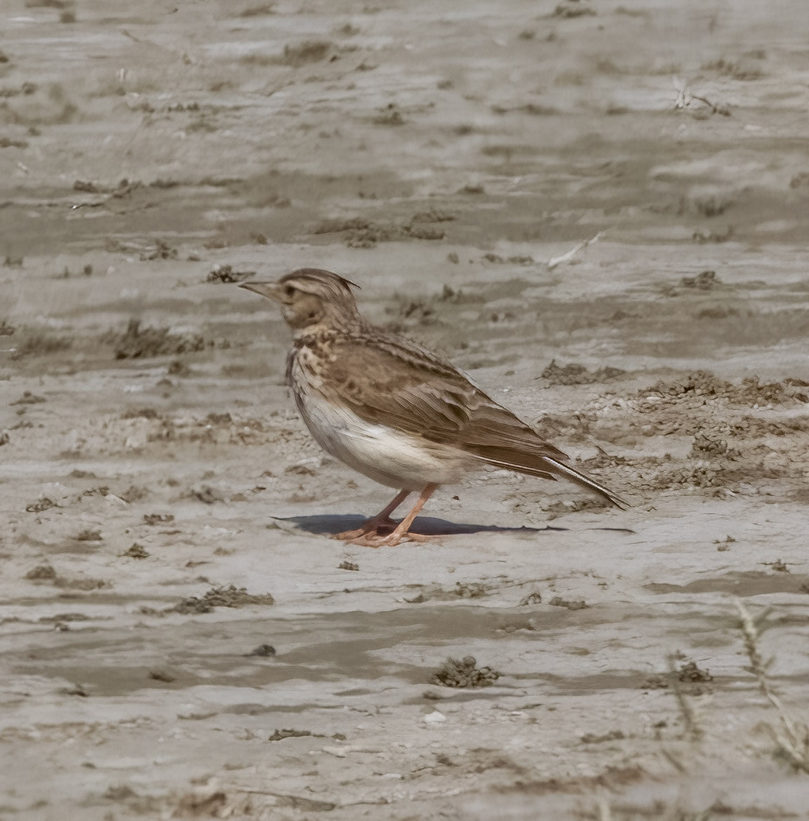 Crested Lark