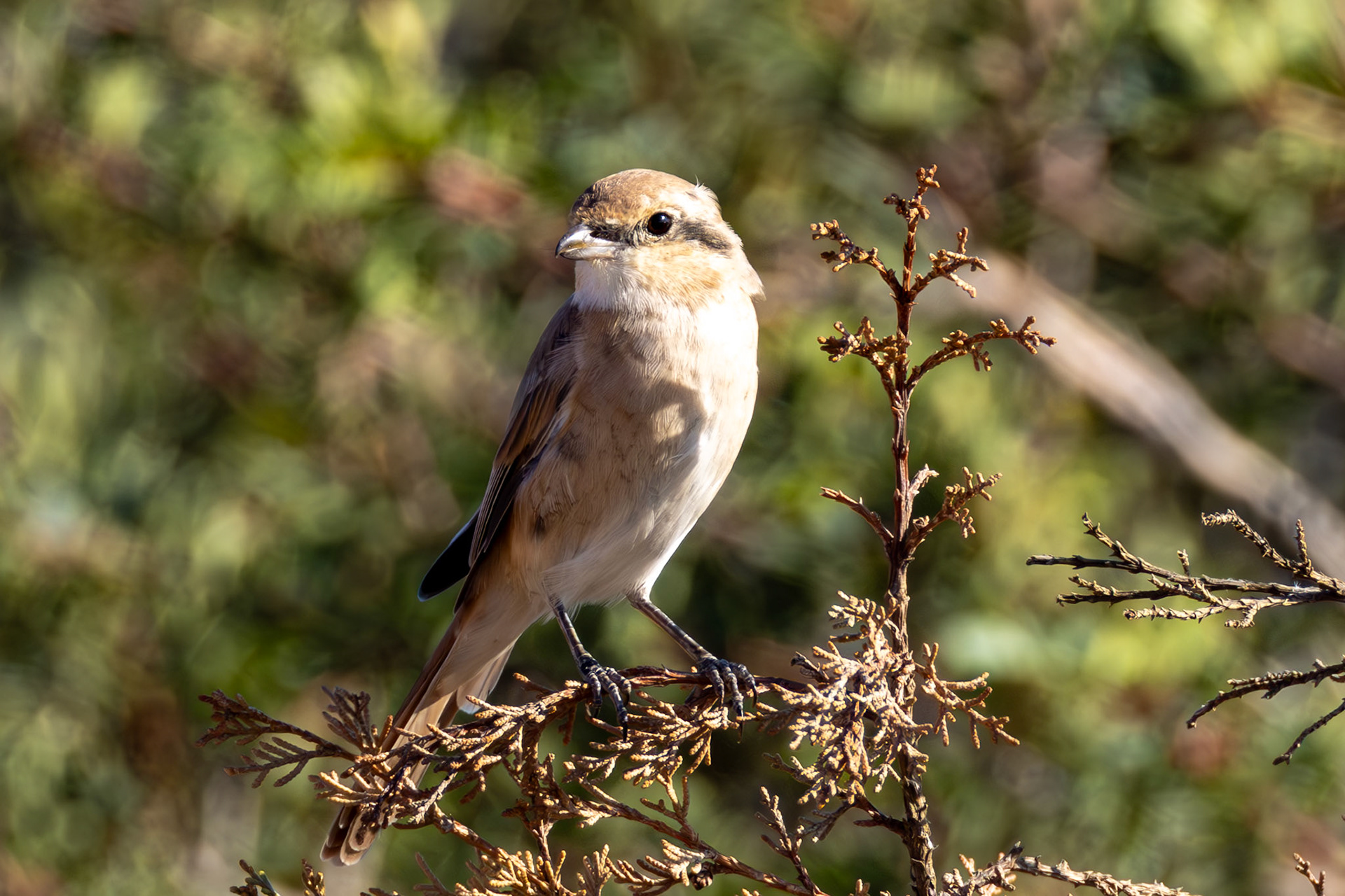 Isabelline Shrike