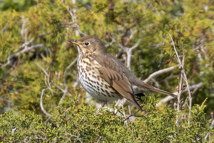 Song Thrush