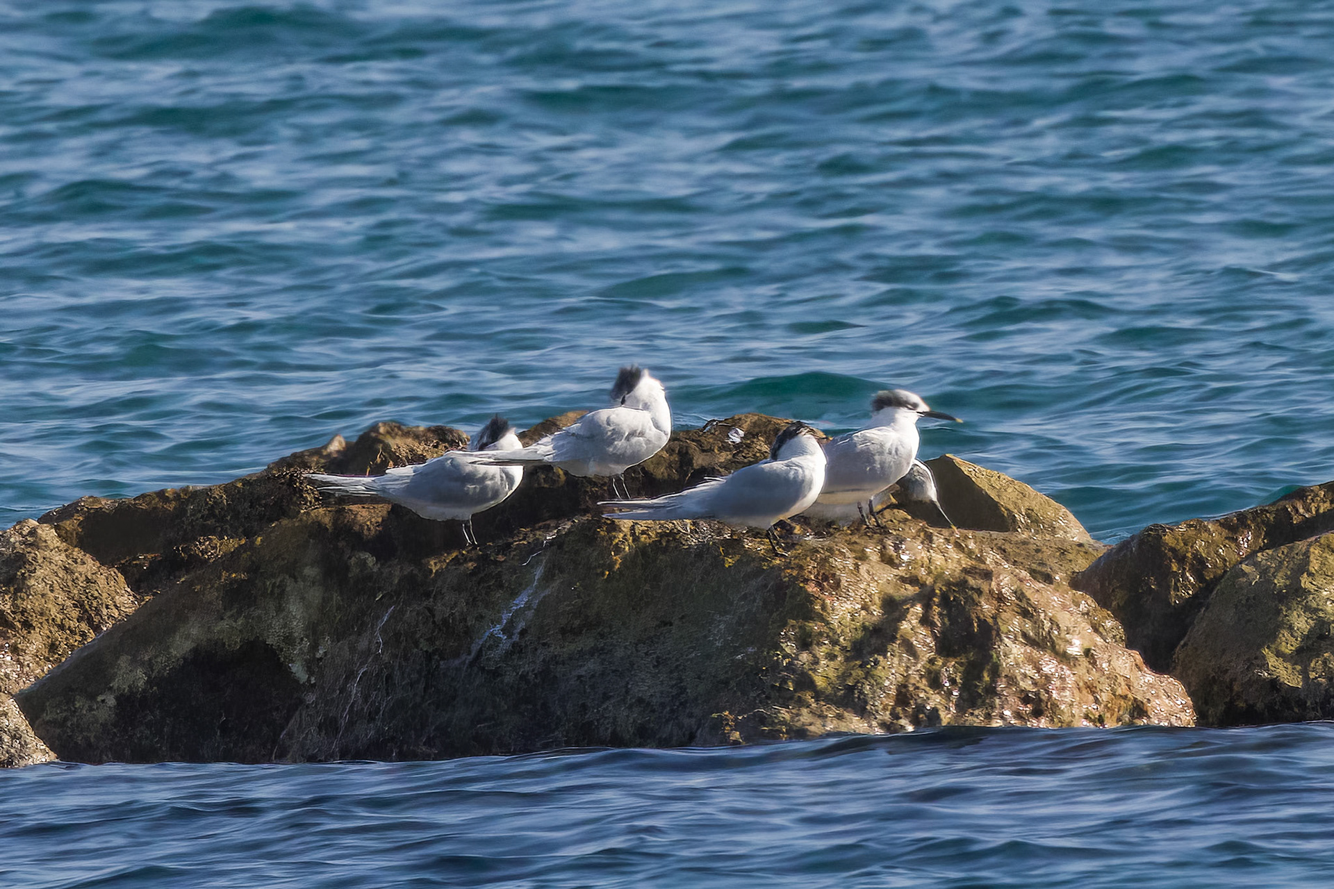 Sandwich Tern