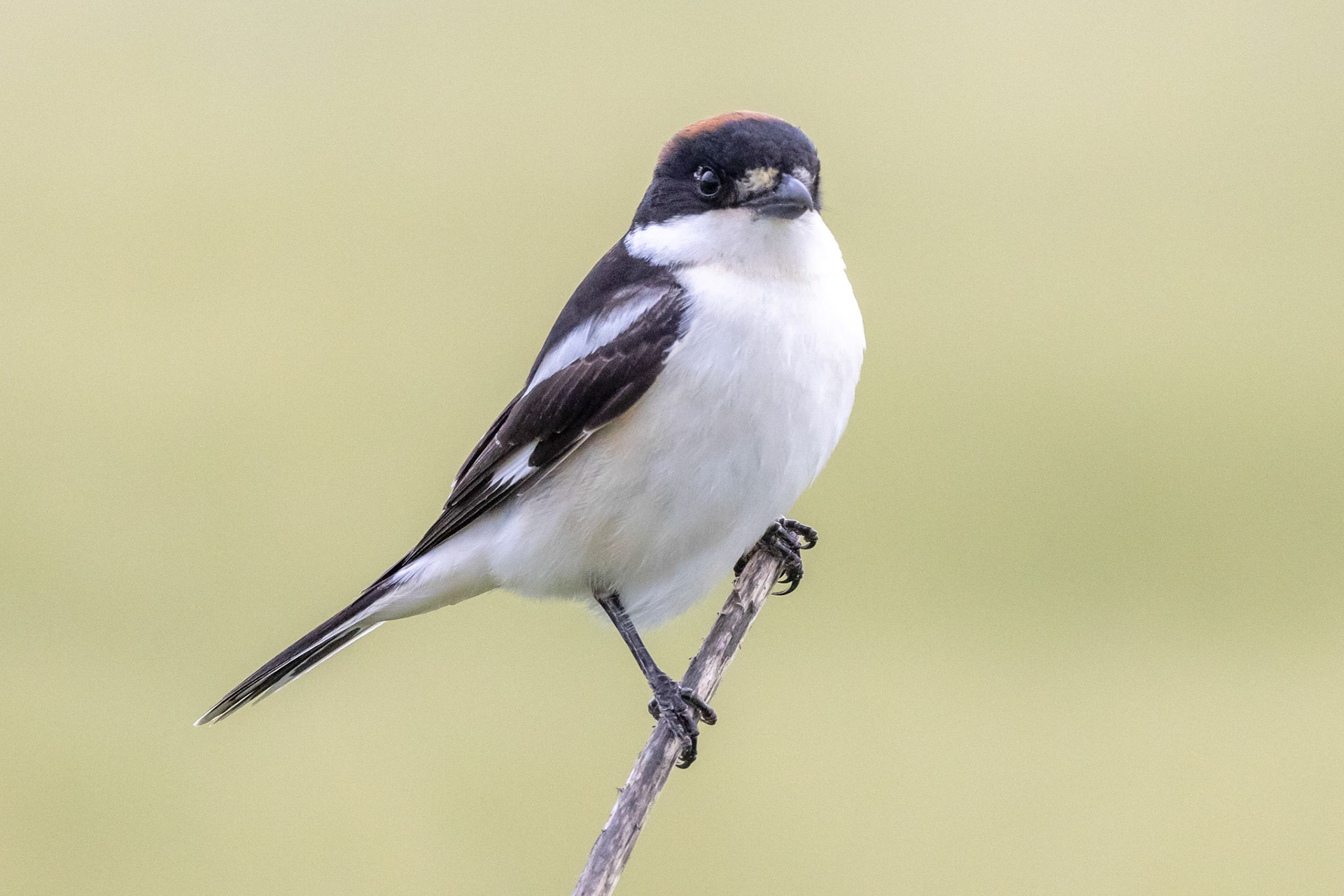 Woodchat