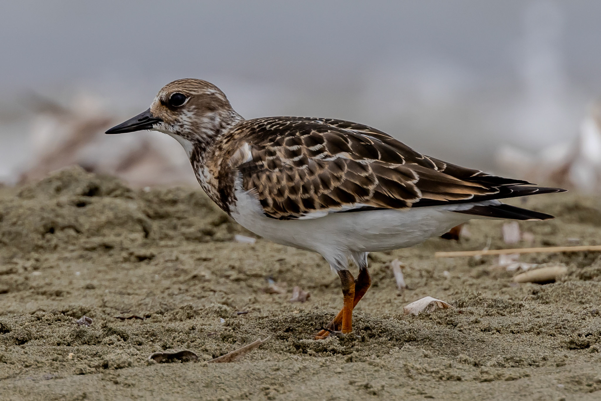 Turnstone