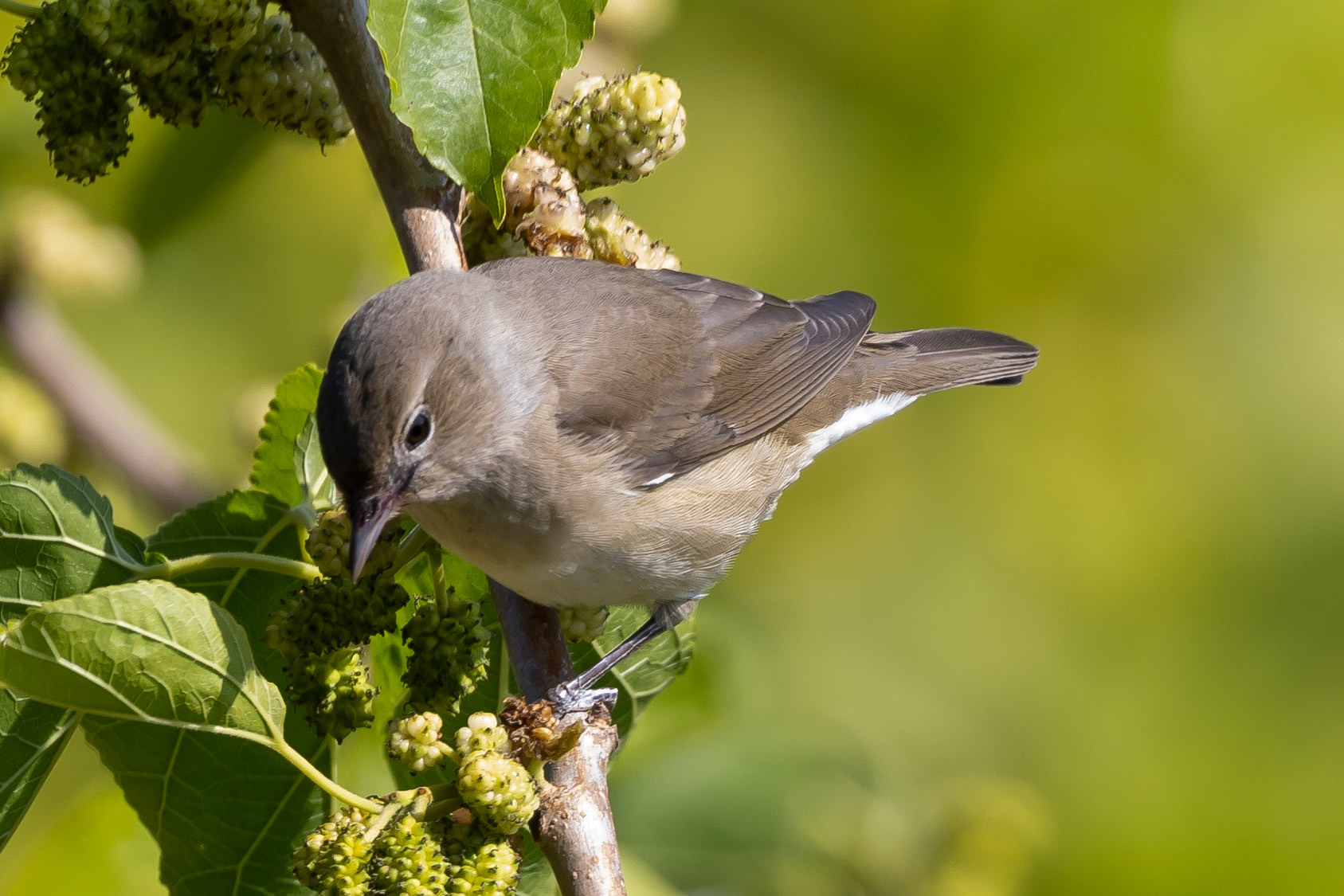 Garden Warbler