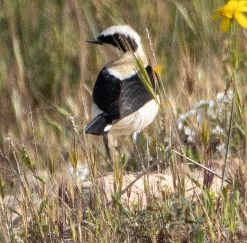 Black-eared Wheatear